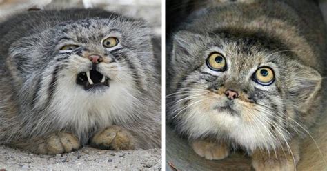 The carrier's gate can be smoothly shut, quickly and safely keeping you and your pet safe and happy. Would you want them as a pet? | Manul cat, Pallas's cat ...