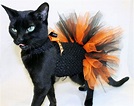 CoolCats Orange and Black Halloween Costume Tutu for cats Chat ...