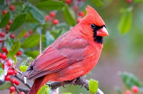Birding Basics To Attract Northern Cardinals Birds And