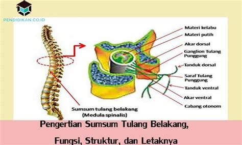 Apa Itu Sumsum Tulang Belakang Ilmu