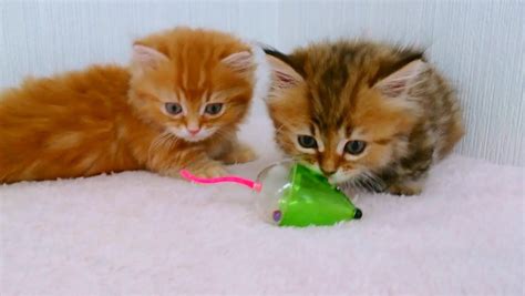 Two Fluffy Kittens Playing With Toy Mouse The Cutest Kittens Ever