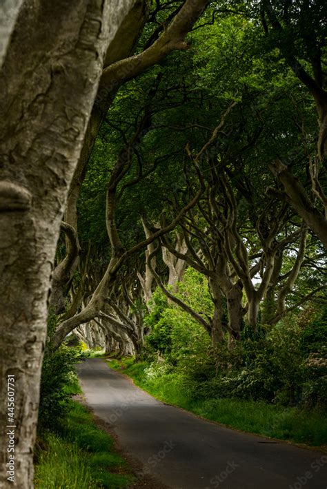 Road Through The Dark Hedges Tree Tunnel At Sunset In Ballymoney