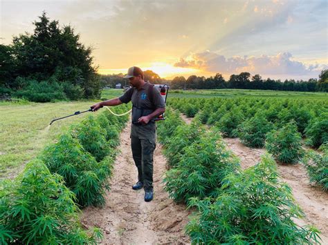 Hemp Farming In South Africa Agrisell
