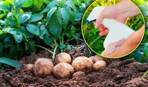 Cu ce se stropesc cartofii la 7 zile de la plantare Detaliul care îţi