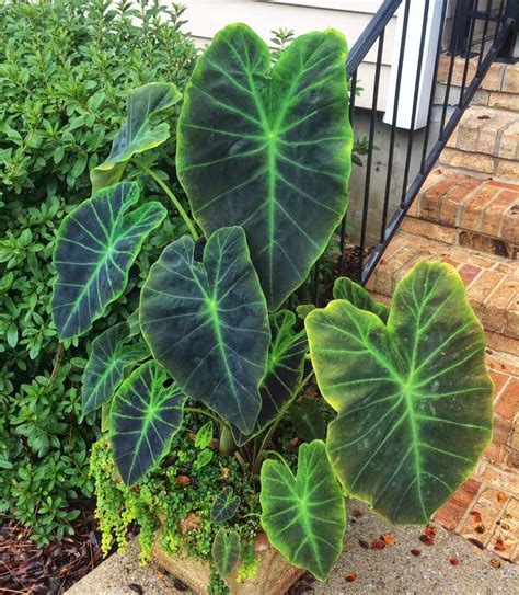 How To Grow And Care For Elephant Ear Plants