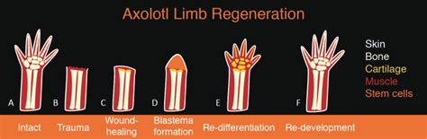 Regeneration What The Axolotl Can Teach Us About Regrowing Human Limbs