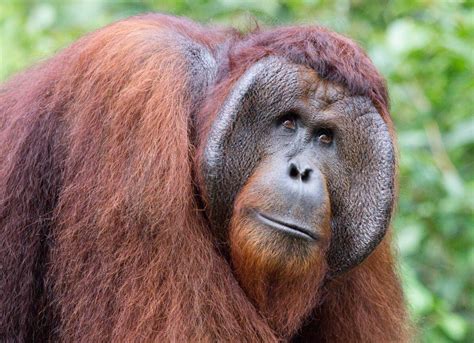 Bornean Orangutan Media Encyclopedia Of Life