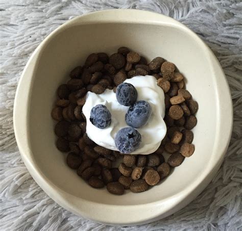 5 Dog Food Toppers To Help Boost Your Pups Health This Dogs Life