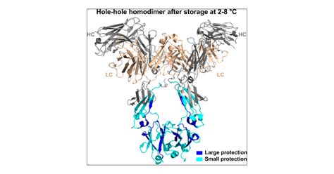 Structural And Functional Characterization Of A Holehole Homodimer