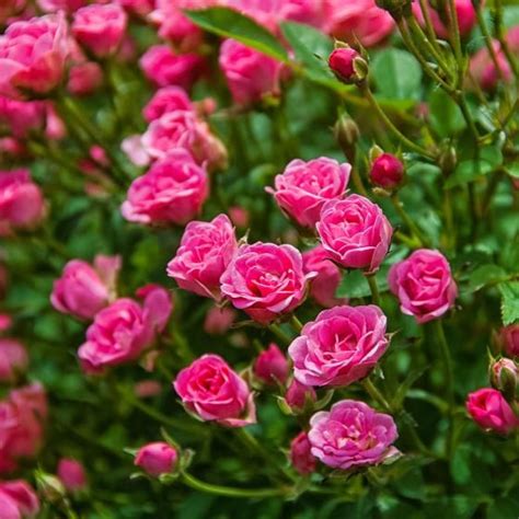 Mini Rose Lilly Rose™ Wonder 5 Xl Qualität Online Kaufen Bei Gärtner