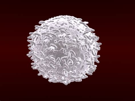 White Blood Cells 3d Model Cgtrader