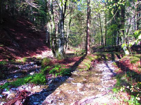 Stream Flowing Through A Beech And Spruce Forest Stock Photo Image Of