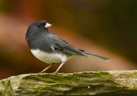 Juncos Wings Over Skagit