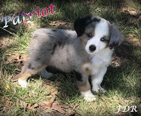 They were bred to be extremely athletic and endure all sorts of harsh weather conditions, and so are often used by. Miniature Australian Shepherd Puppies For Sale | Dallas ...