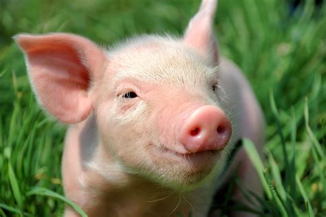 Interesting Facts About Pigs Do You Know