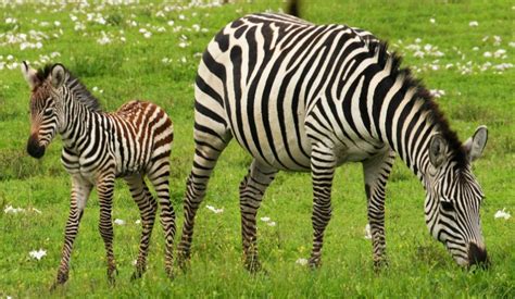 Zebras Facts Stripes Diet Habitat Pictures