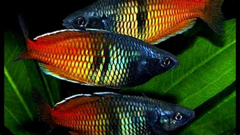 Top 10 Most Colorful Freshwater Fish 1080q Youtube