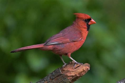 Northern Cardinal Cardinalis Cardinalis Hawaii Bird Guide