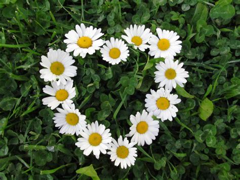 Daisy Backgrounds X Download Hd Wallpaper Wallpapertip