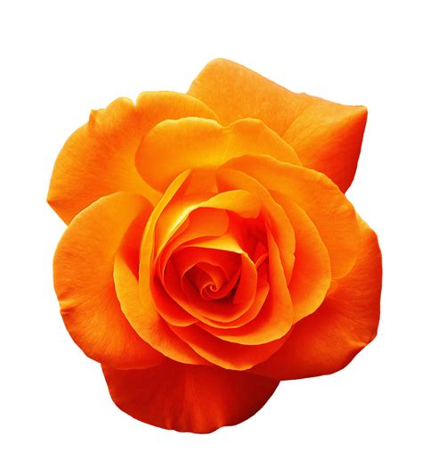 Garden Roses Orange Flower Red Rose Png Download 660720 Free