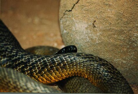 Inland Taipan Or Fierce Snake At Australia Zoo On The Sunshine Coast Of