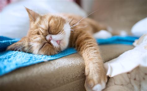 Cats Sleepy Sofa House Animals Pets Funny Wallpapers Hd Desktop