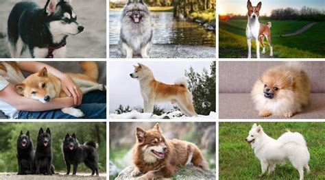 11 Dog Breeds That Look Like Foxes Love Your Dog
