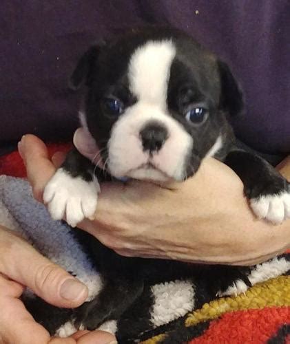 Funny boston terrier terrier dogs, funny puppy videos, funny dog, cute boston terrier, and many more boston terrier puppies in this dog's video. Boston Terrier Puppies for Sale in Hillsboro, North Carolina Classified | AmericanListed.com