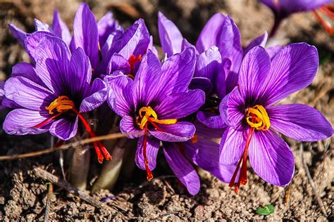 Benefits Of Saffron Leaves Health Benefits