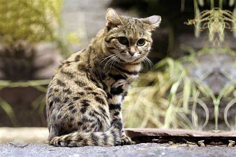 10 Rare Wild Cats Youve Never Heard Of