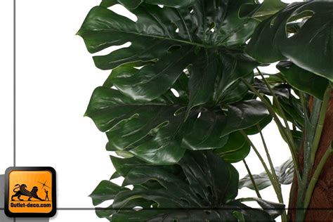 Esta planta es originaria de las selvas tropicales de américa central y del sur. PLANTA PP EVA 80X180 COSTILLA DE ADAN / Outlet Deco