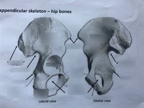 Hip Bone Diagram Quizlet