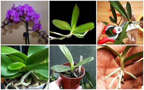 Basics Of How To Propagate Orchids Of All Time For Beginners Plant Project
