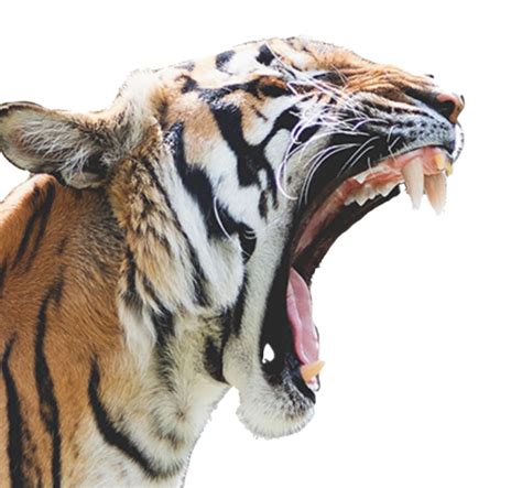 Tigers Drawing Roar Roaring Tiger Png Clipart Transparent Png Kindpng