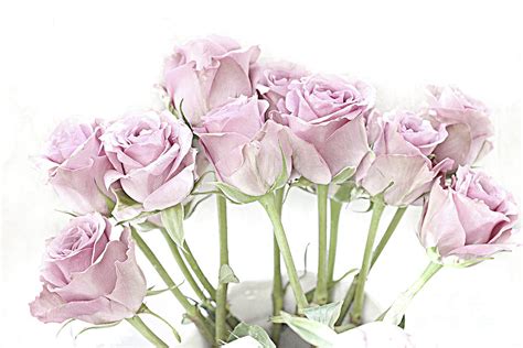 Pastel Pink Roses Botanical Roses Floral Home Decor Shabby Chic Pink