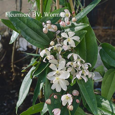 Clematis armandii is a fast growing evergreen climber which has a white flower. Clematis armandii is a beautiful fast growing climber with ...