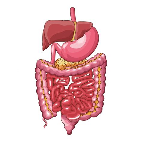 Vetores De Anatomia Sistema Digestivo Humano E Mais Imagens De Abdome