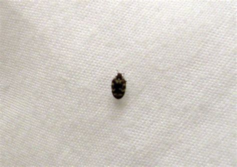 Top 15 Of Tiny Black Bugs In Bedroom Metallife Tv