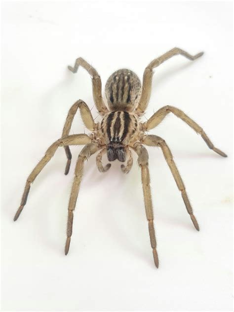 Giant Prowling Spider Miturga Sp Outback Bugs