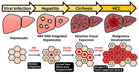 Cancers Free Full Text Unique Features Of Hepatitis B Virus Related