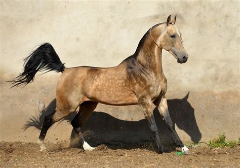 Akhal Teke Horse Info Colors Temperament History Pictures