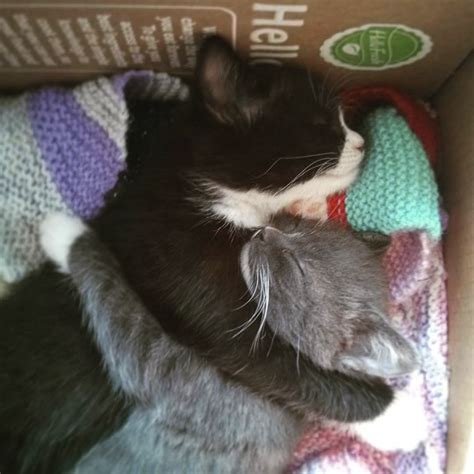 Kitten Cuddles Raww