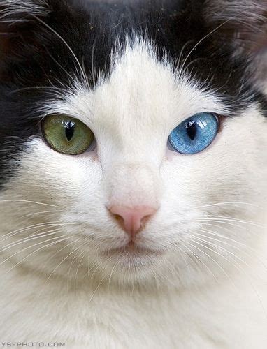 Cat With Heterochromia Iridum Heterochromia Cats Pinterest