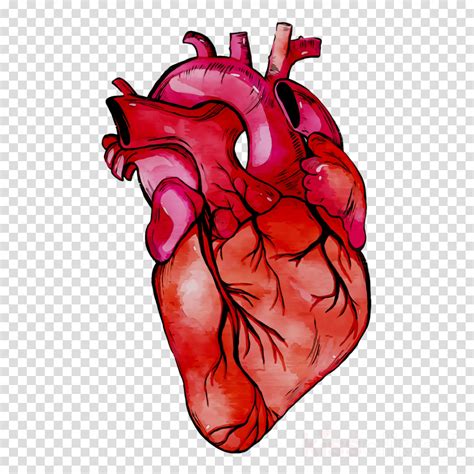 Download Human Heart Background