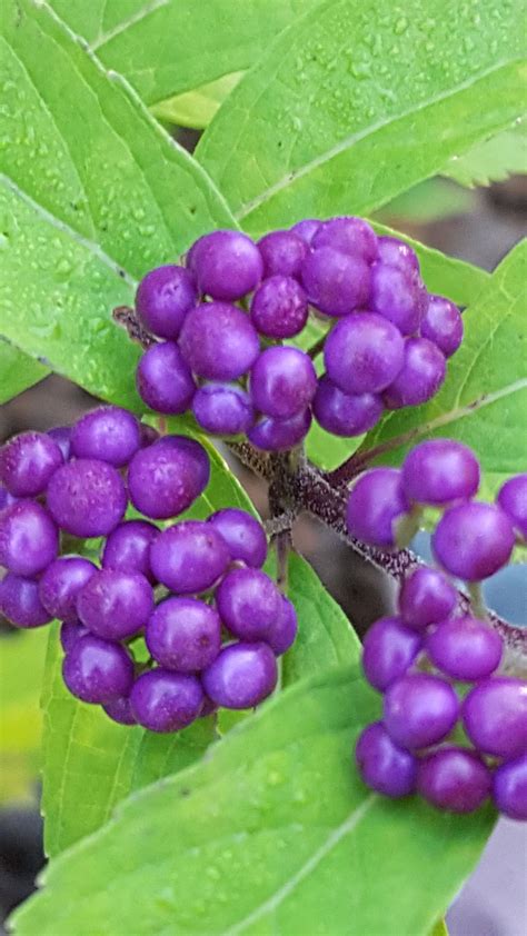 purple pride beautyberry has large clusters of bright purple berries in fall they persist into