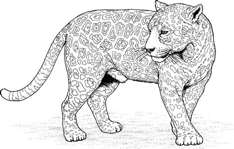 Leopard Free Colouring Pages