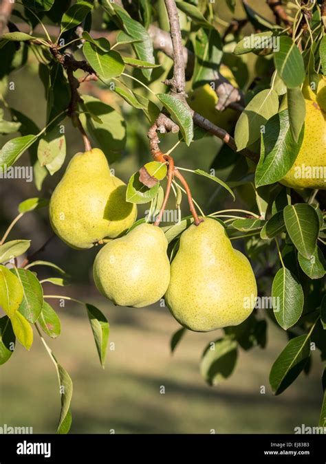 Yellow Pears On A Tree In A Fruit Orchard In Franschhoek In South