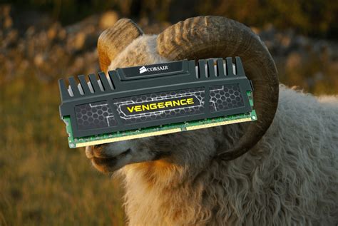 Found Some Wild Ram While Exploring Pcmasterrace