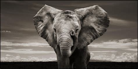 Download Elephant Puter Wallpaper Desktop Background Id By Nancyh9