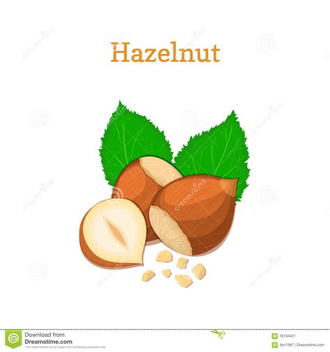 Hazelnuts With Leaves Vector Illustration Of A Handful Hazel Nut